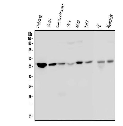 Anti-Optineurin/OPTN Antibody Picoband® (monoclonal, 3D8 Boster Bio