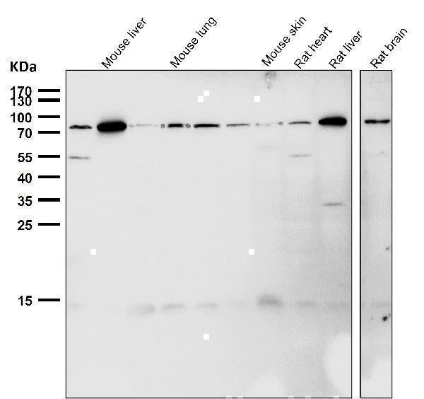 Anti-GRP78 BiP HSPA5 Rabbit Monoclonal Antibody Boster Bio