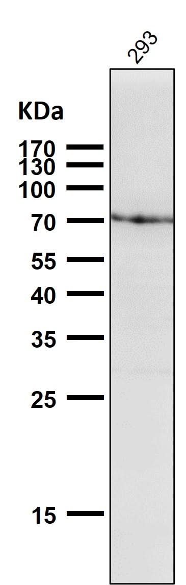 Anti-GRP78 BiP HSPA5 Rabbit Monoclonal Antibody Boster Bio