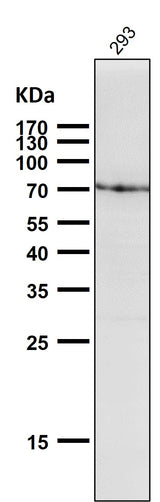 Anti-GRP78 BiP HSPA5 Rabbit Monoclonal Antibody Boster Bio