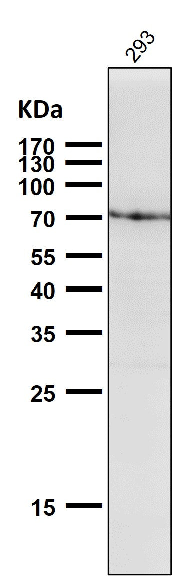Anti-GRP78 BiP HSPA5 Rabbit Monoclonal Antibody Boster Bio