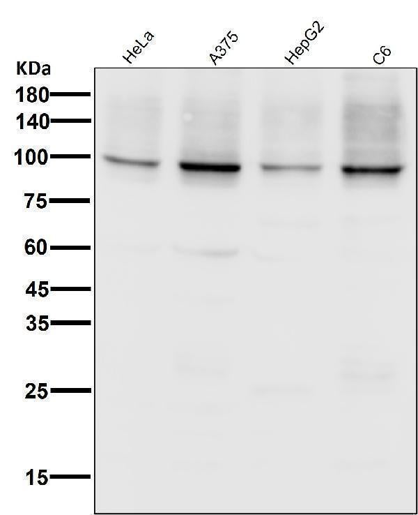 Anti-Sodium Potassium ATPase ATP1A1 Rabbit Monoclonal Antibody Boster Bio