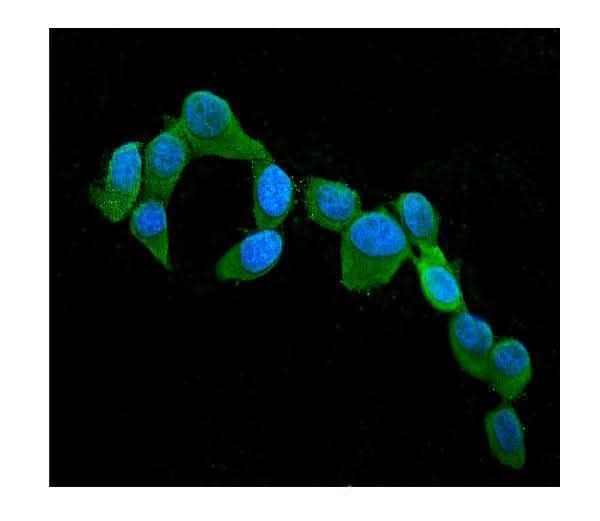 Anti-Cystatin C/CST3 Antibody Picoband® (monoclonal, 4H8 Boster Bio