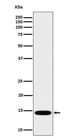 Anti-IL22 Rabbit Monoclonal Antibody Boster Bio