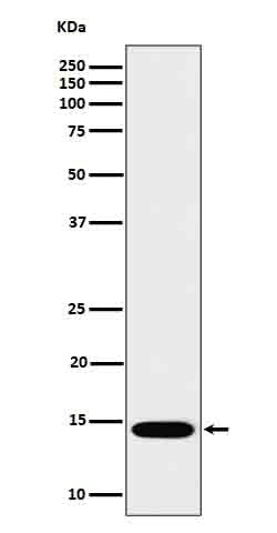 Anti-IL22 Rabbit Monoclonal Antibody Boster Bio