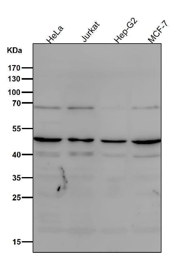 Anti-MyoD1/Myod Rabbit Monoclonal Antibody Boster Bio