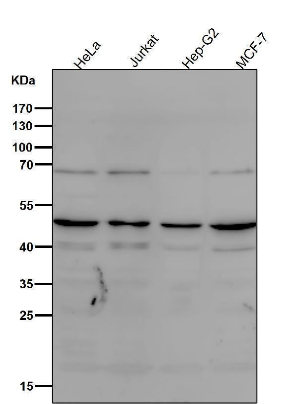 Anti-MyoD1/Myod Rabbit Monoclonal Antibody Boster Bio