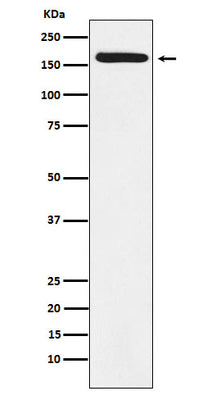 Anti-BAT3 Rabbit Monoclonal Antibody Boster Bio