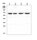 Anti-CLPX Antibody Picoband® (monoclonal, 11C11 Boster Bio
