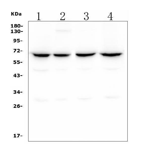 Anti-CLPX Antibody Picoband® (monoclonal, 11C11 Boster Bio