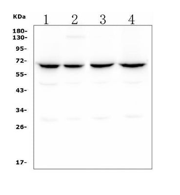 Anti-CLPX Antibody Picoband® (monoclonal, 11C11 Boster Bio