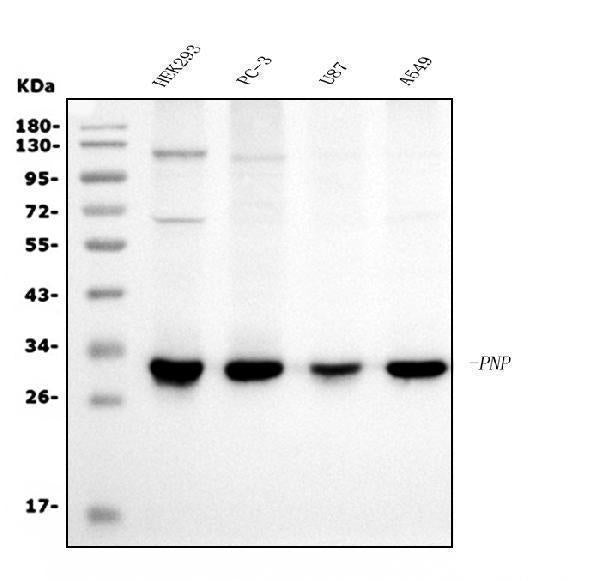 Anti-PNP Antibody Picoband® (monoclonal, 7G5 Boster Bio