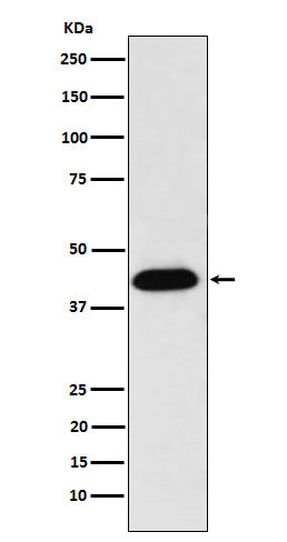 Anti-NUDC Rabbit Monoclonal Antibody Boster Bio
