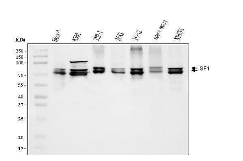 Anti-splicing factor 1 Antibody Picoband® (monoclonal, 7D9E3 Boster Bio