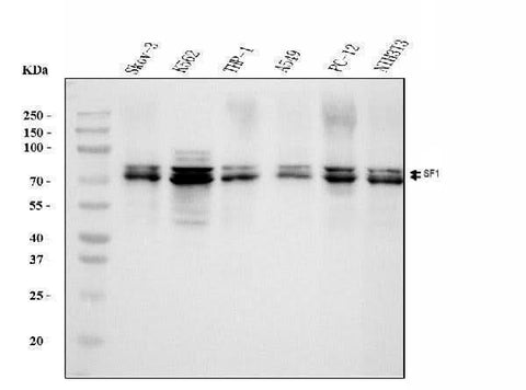 Anti-splicing factor 1 Antibody Picoband® (monoclonal, 2F5D10 Boster Bio
