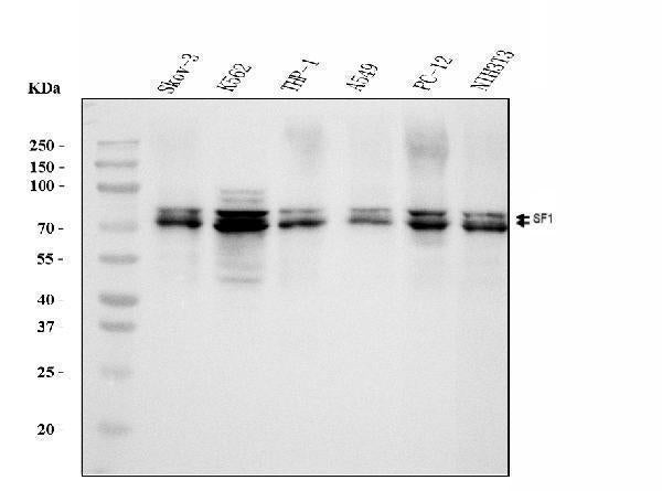 Anti-splicing factor 1 Antibody Picoband® (monoclonal, 2F5D10 Boster Bio