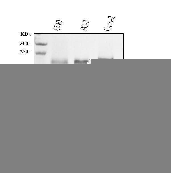 Anti-Integrin beta 4/ITGB4 Antibody Picoband® (monoclonal, 7G10D2 Boster Bio