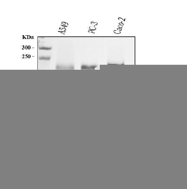 Anti-Integrin beta 4/ITGB4 Antibody Picoband® (monoclonal, 7G10D2 Boster Bio