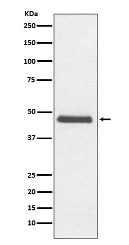 Anti-CNPase Rabbit Monoclonal Antibody Boster Bio