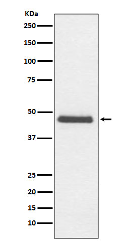 Anti-CNPase Rabbit Monoclonal Antibody Boster Bio