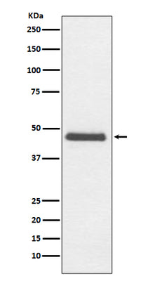 Anti-CNPase Rabbit Monoclonal Antibody Boster Bio