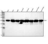 Anti-PGP9.5 UCHL1 Rabbit Monoclonal Antibody Boster Bio