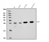 Anti-PGP9.5 Antibody Picoband® (monoclonal, 3E4 Boster Bio