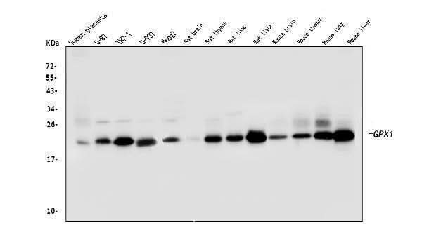 Anti-GPX1 Antibody Picoband® (monoclonal, 8B10 Boster Bio