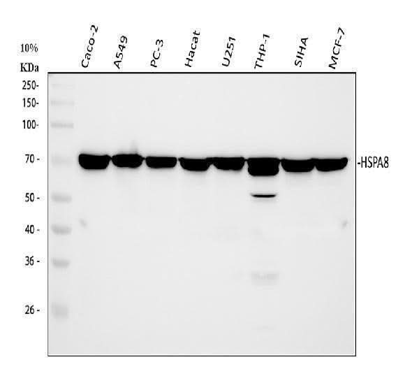 Anti-Hsc70 Antibody Picoband®(monoclonal, 3B6 Boster Bio