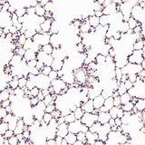 Anti-Hsc70 HSPA8 Rabbit Monoclonal Antibody Boster Bio