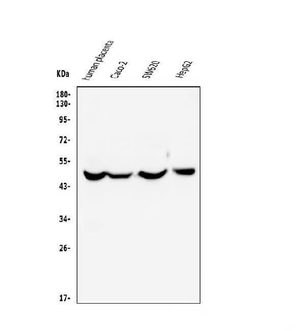Anti-EDNRB Antibody Picoband® (monoclonal, 15C3 Boster Bio