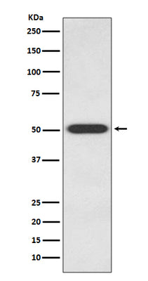 Anti-Endothelin B Receptor EDNRB Rabbit Monoclonal Antibody Boster Bio