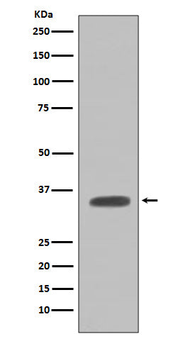 Anti-Caspase-7 Casp7 Rabbit Monoclonal Antibody Boster Bio