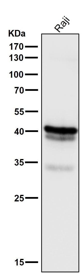 Anti-CD79a Monoclonal Antibody Boster Bio
