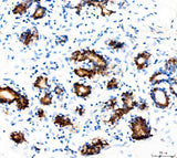 Anti-STAT5a Rabbit Monoclonal Antibody Boster Bio