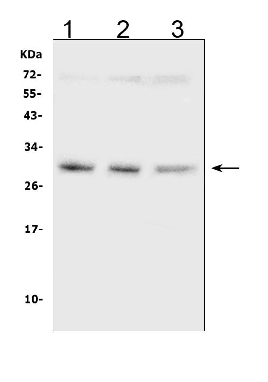 Anti-SDHB Antibody Picoband® (monoclonal, 2I3 Boster Bio