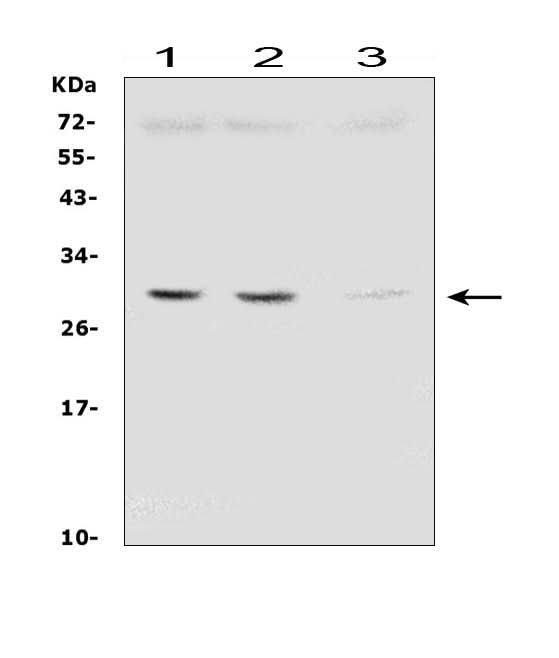 Anti-SDHB Antibody Picoband® (monoclonal, 11I3 Boster Bio