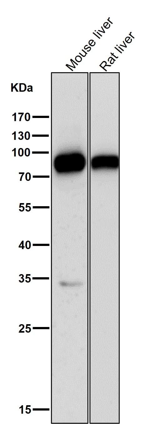Anti-SCARB1/Sr Bi Rabbit Monoclonal Antibody Boster Bio