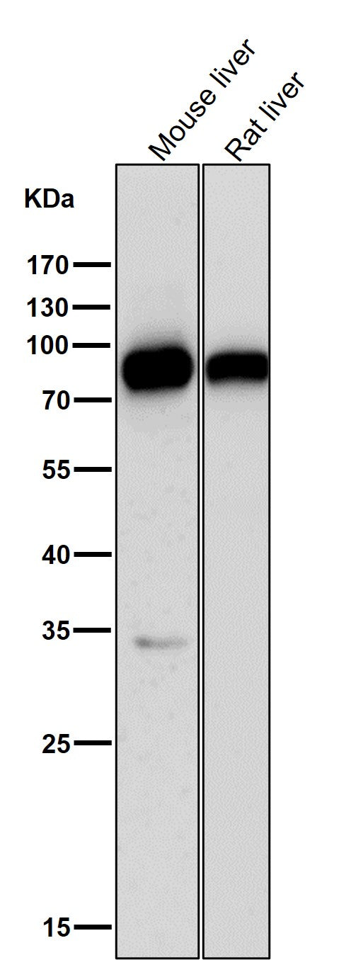 Anti-SCARB1/Sr Bi Rabbit Monoclonal Antibody Boster Bio
