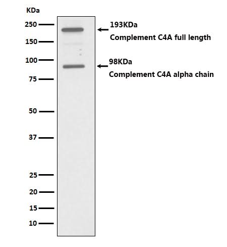 Anti-C4A Monoclonal Antibody Boster Bio