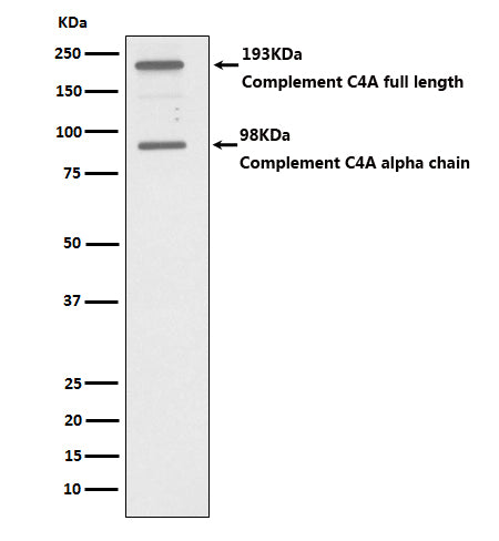 Anti-C4A Monoclonal Antibody Boster Bio