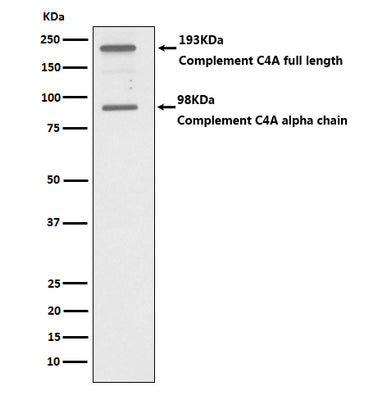 Anti-C4A Monoclonal Antibody Boster Bio
