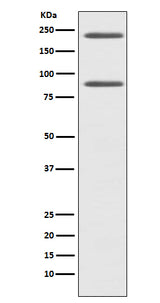 Anti-C4 Rabbit Monoclonal Antibody Boster Bio