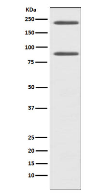 Anti-C4 Rabbit Monoclonal Antibody Boster Bio