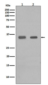 Anti-CEBP Beta Rabbit Monoclonal Antibody Boster Bio