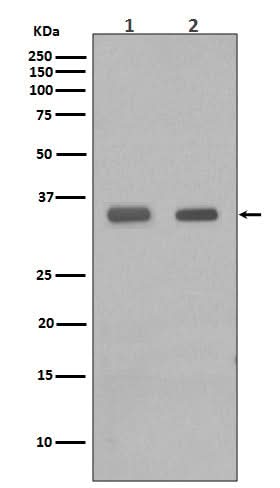 Anti-CEBP Beta Rabbit Monoclonal Antibody Boster Bio