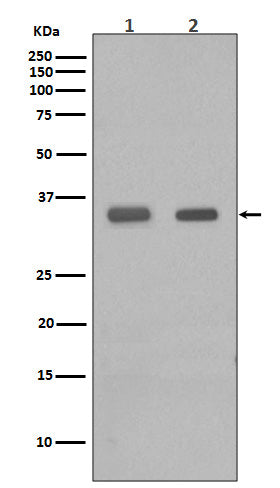 Anti-CEBP Beta Rabbit Monoclonal Antibody Boster Bio
