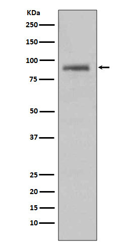 Anti-Hsp90 alpha HSP90AA1 Rabbit Monoclonal Antibody Boster Bio