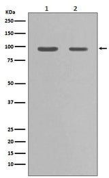 Anti-Hsp90 alpha HSP90AA1 Rabbit Monoclonal Antibody Boster Bio