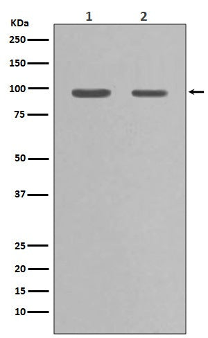 Anti-Hsp90 alpha HSP90AA1 Rabbit Monoclonal Antibody Boster Bio